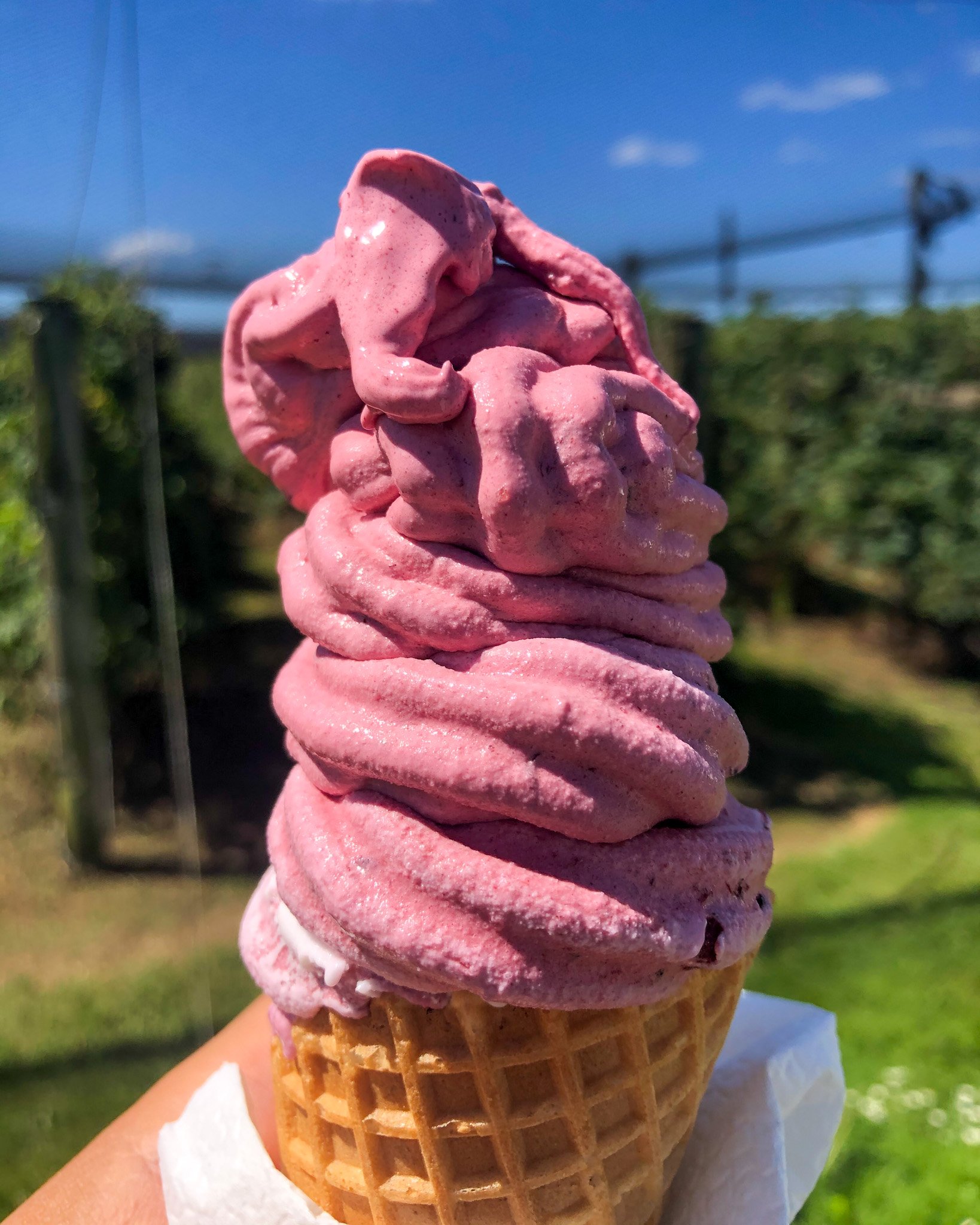 Best Food in New Zealand 25+ Must Try Meals & Drinks