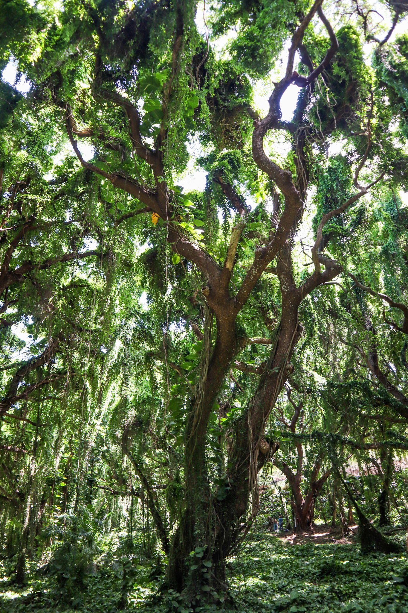Exploring West Maui