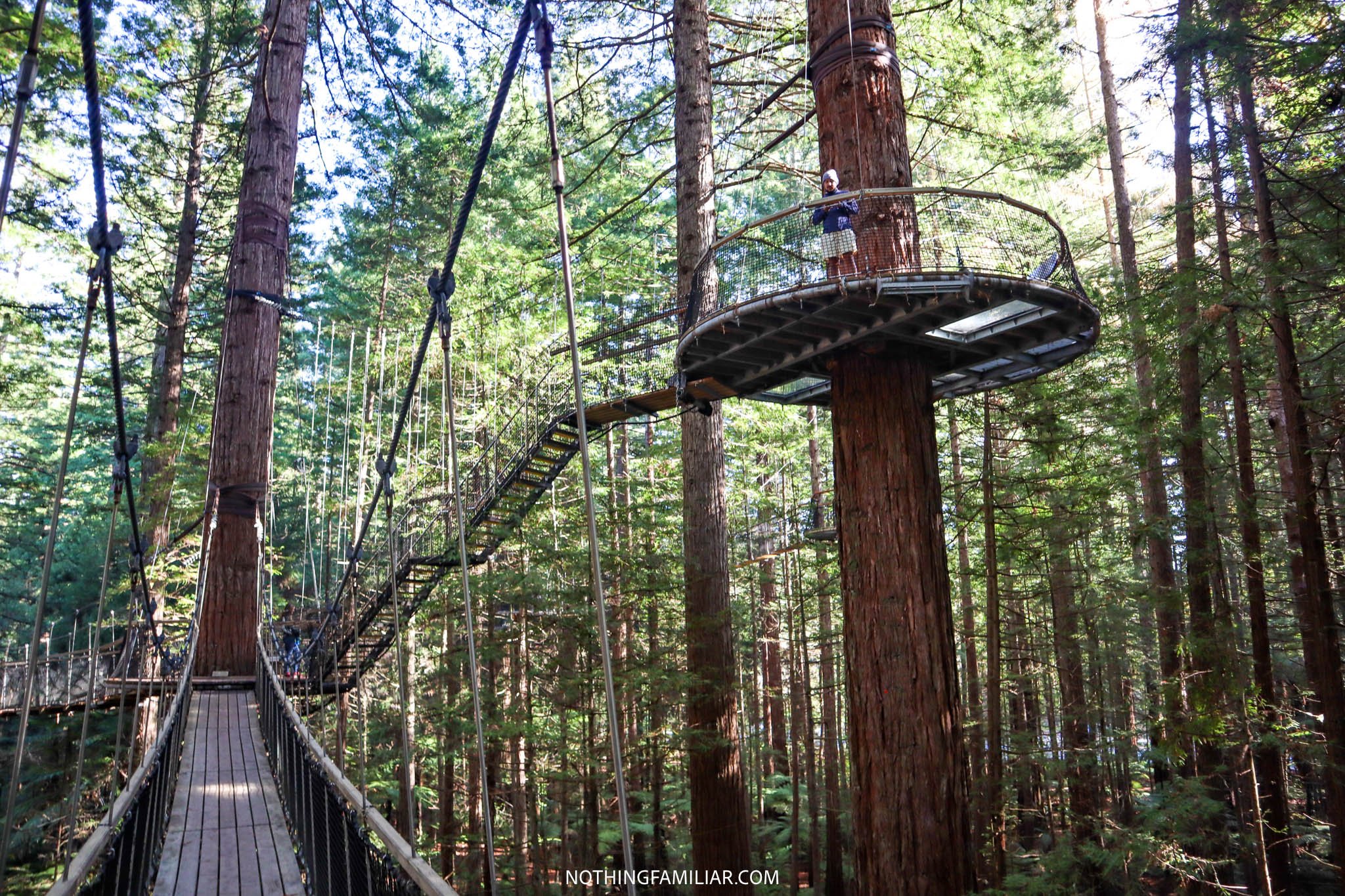 Redwoods Treewalk The Best Way to See the Rotorua Forest
