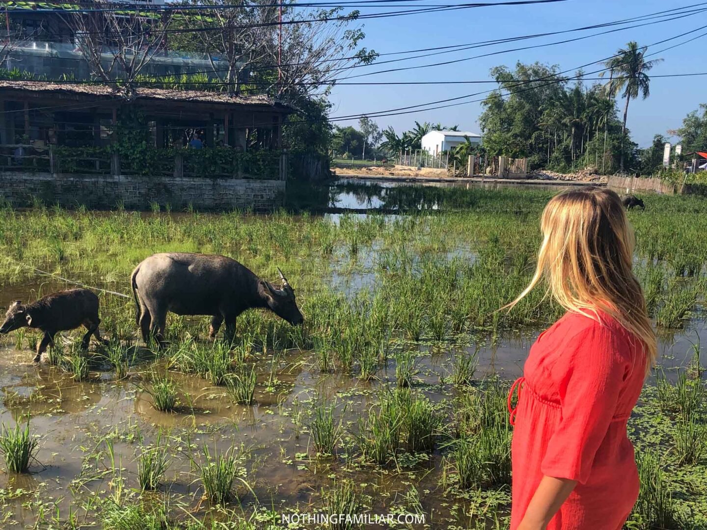 Hoi An Vietnam Rice Paddies