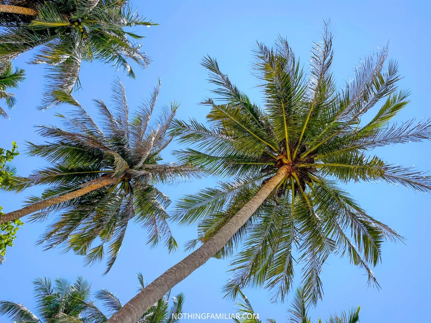 Phu Quoc Coconut Prison