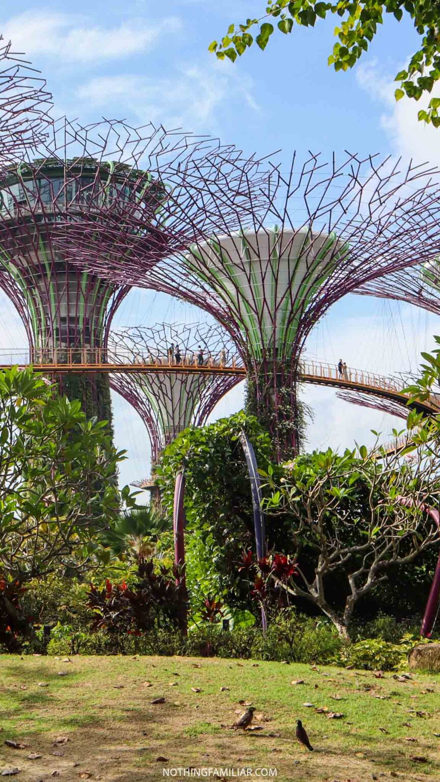 Ocbc Sky Tree How to Walk the OCBC Skyway at Supertree Grove