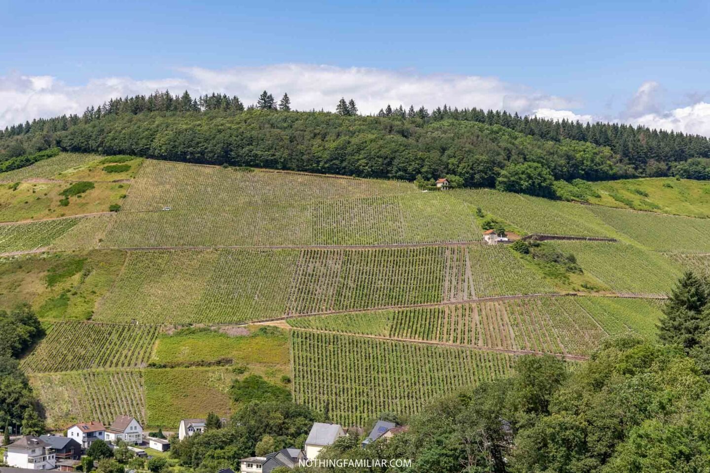Wine Vineyards