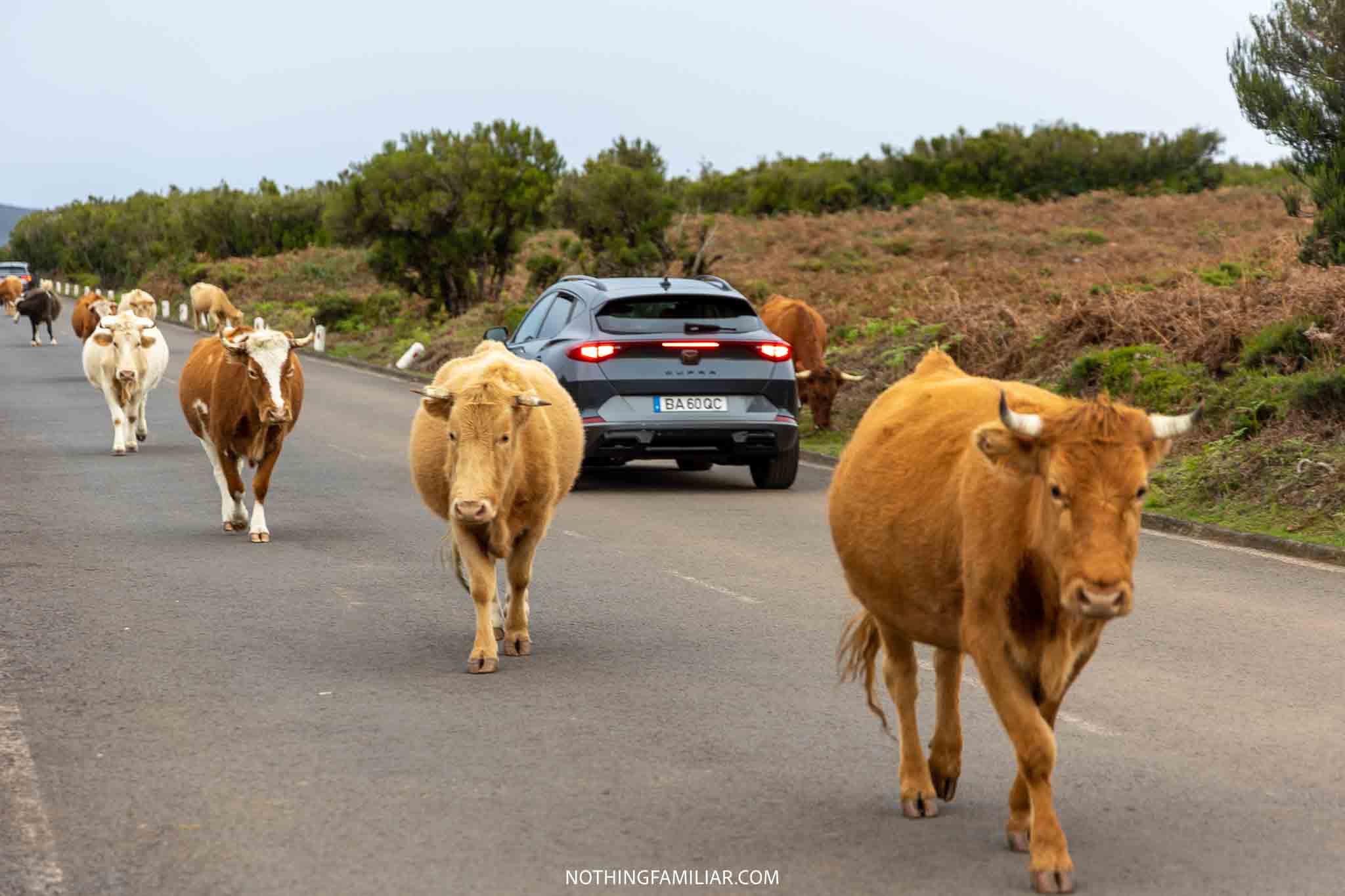 7 Things to Know Before Hiring a Car in Madeira Portugal
